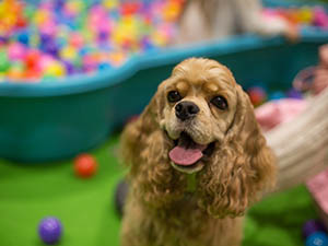 The Arenacross Tour 2019