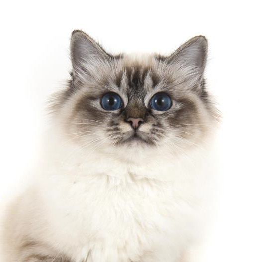 The Arenacross Tour 2019